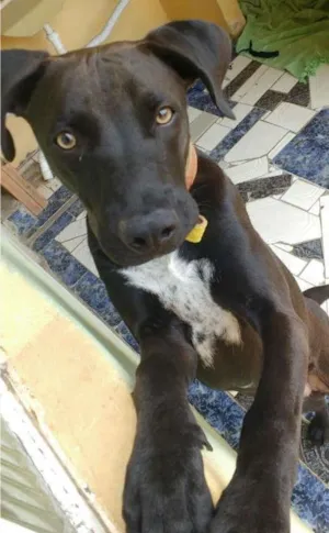 Cachorro raça Labrador idade 2 a 6 meses nome Negão