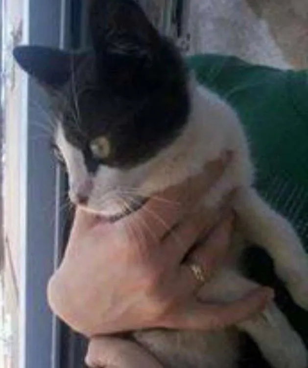 Gato ra a não sei idade  nome não sei