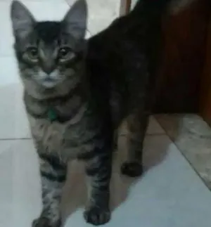 Gato raça Vira Lata idade 7 a 11 meses nome Selina