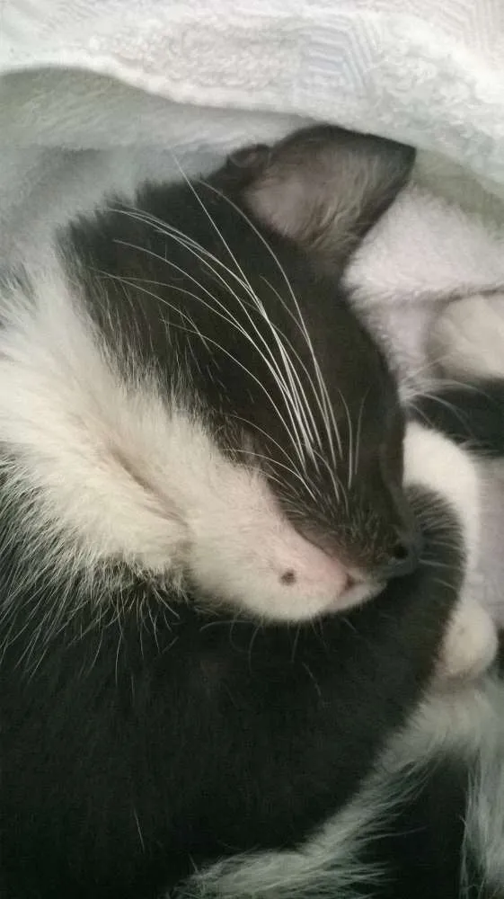 Gato ra a sem raça definida idade 2 a 6 meses nome a definir 