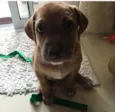 Jake