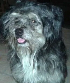 Cachorro raça SRD idade  nome Mick