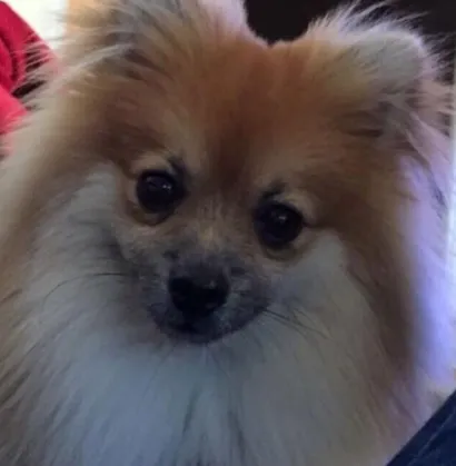Cachorro raça Spitz Alemao  idade 1 ano nome George