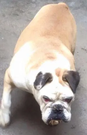 Cachorro raça Buldog Americano idade 6 ou mais anos nome Guto 