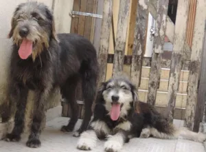 Cachorro raça SRD idade 2 anos nome Paty e Poly
