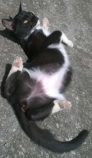 Gato ra a sem raça definida idade 2 a 6 meses nome a definir 