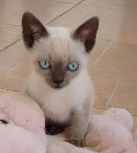 Gato raça Siames + srd idade Abaixo de 2 meses nome Mia