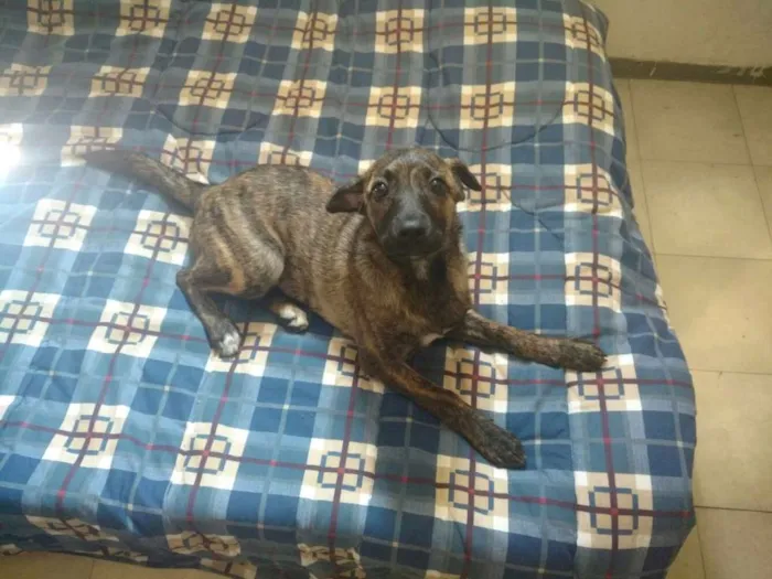Cachorro ra a SRD idade 2 a 6 meses nome Rubi