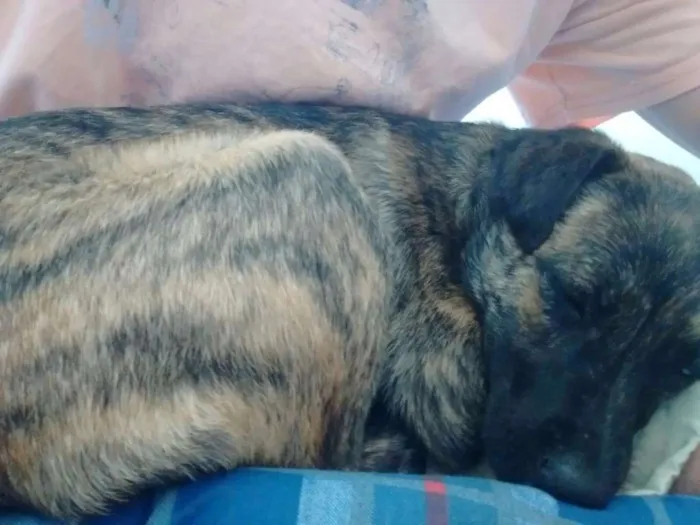 Cachorro ra a SRD idade 2 a 6 meses nome Rubi
