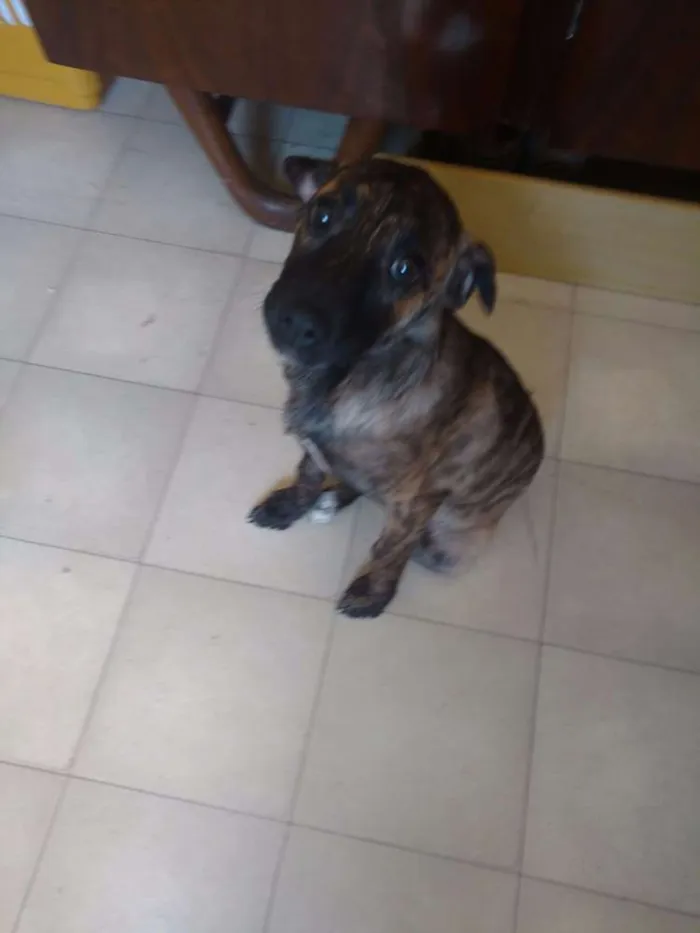 Cachorro ra a SRD idade 2 a 6 meses nome Rubi
