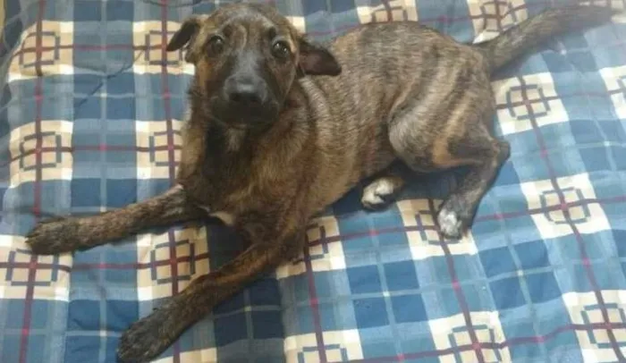 Cachorro ra a SRD idade 2 a 6 meses nome Rubi