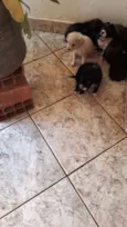 irmaos