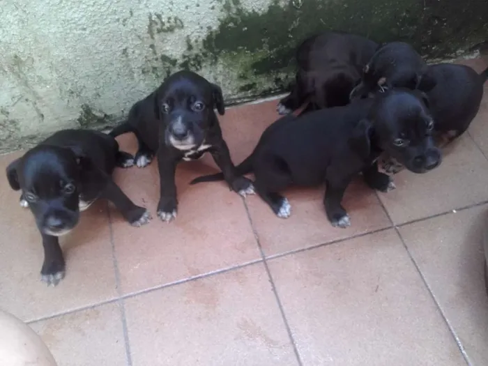 Cachorro ra a SRD idade Abaixo de 2 meses nome vários