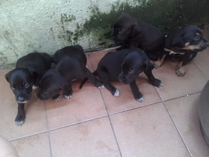 Cachorro ra a SRD idade Abaixo de 2 meses nome vários