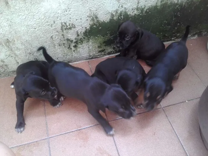 Cachorro ra a SRD idade Abaixo de 2 meses nome vários