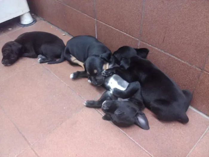 Cachorro ra a SRD idade Abaixo de 2 meses nome vários