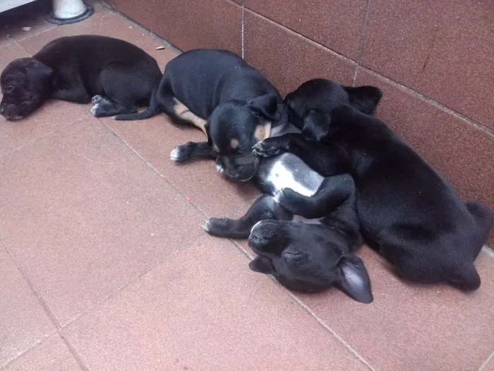 Cachorro ra a SRD idade Abaixo de 2 meses nome vários
