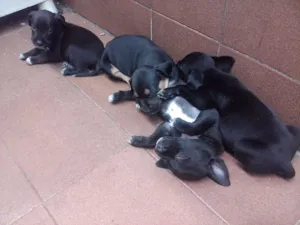 Cachorro raça SRD idade Abaixo de 2 meses nome vários