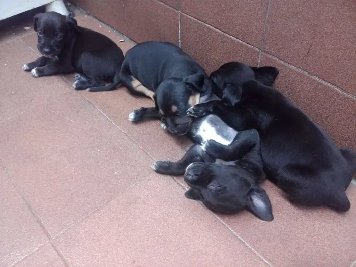 Cachorro ra a SRD idade Abaixo de 2 meses nome vários