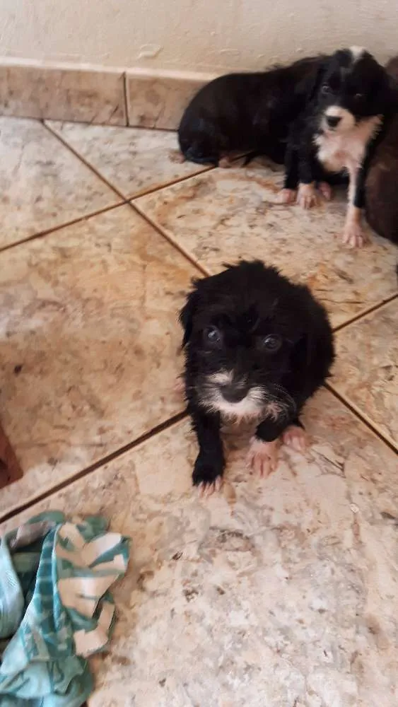 Cachorro ra a vira lata idade Abaixo de 2 meses nome irmaos 