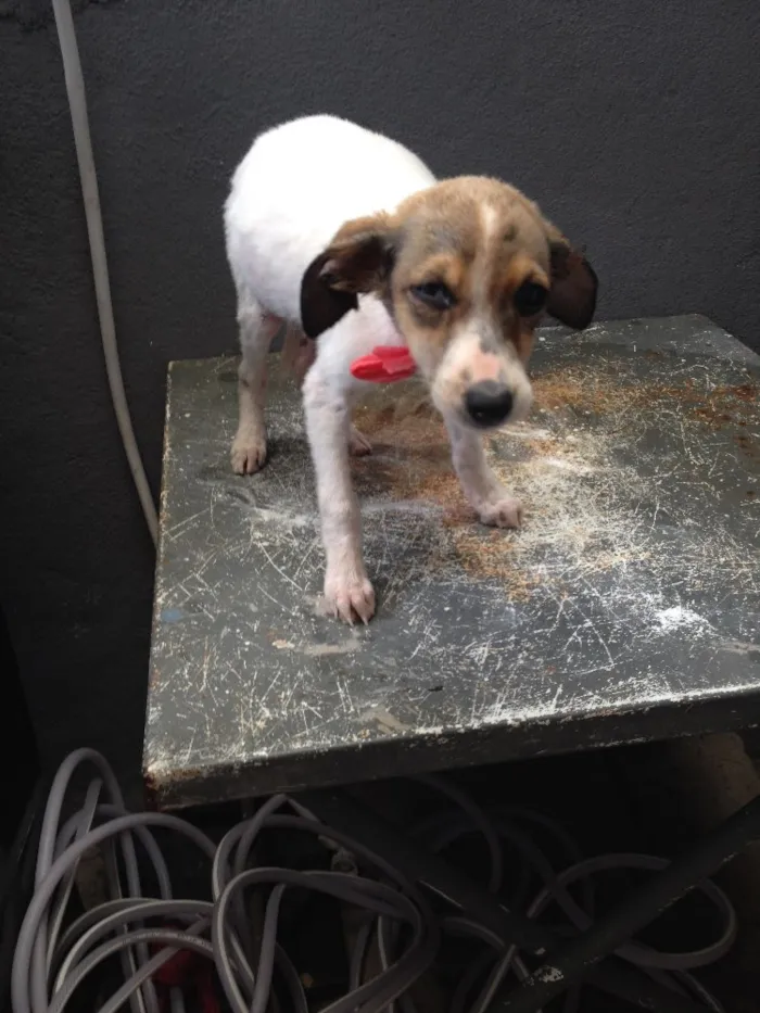Cachorro ra a Não sei  idade 2 a 6 meses nome Não sei 