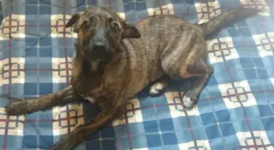 Cachorro raça SRD idade 2 a 6 meses nome Rubi