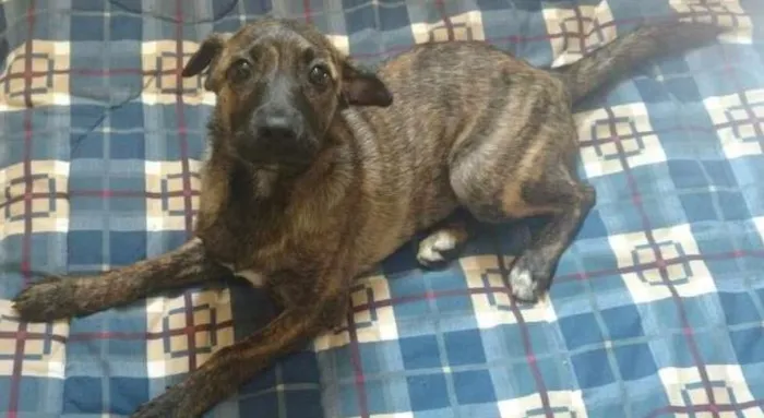 Cachorro ra a SRD idade 2 a 6 meses nome Rubi