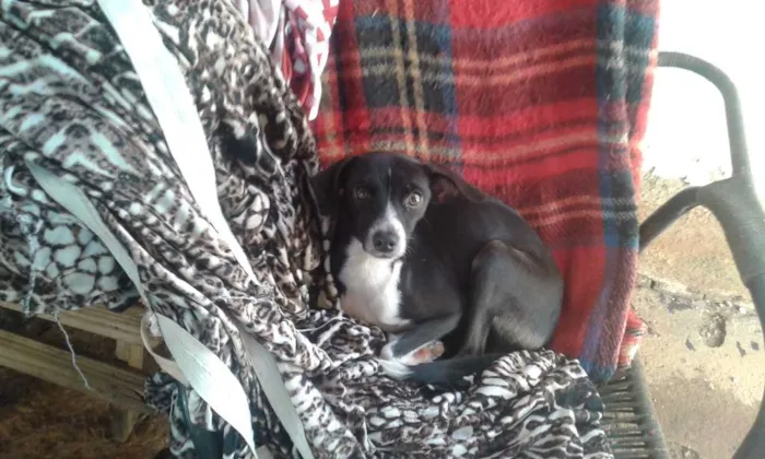 Cachorro ra a indefinida idade 3 anos nome Magrela