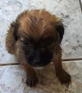 Cachorro raça vira lata idade Abaixo de 2 meses nome irmaos 