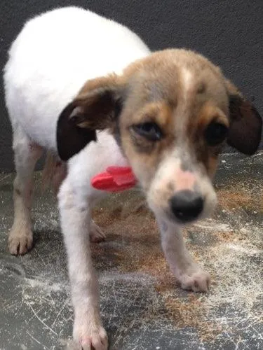 Cachorro ra a Não sei  idade 2 a 6 meses nome Não sei 