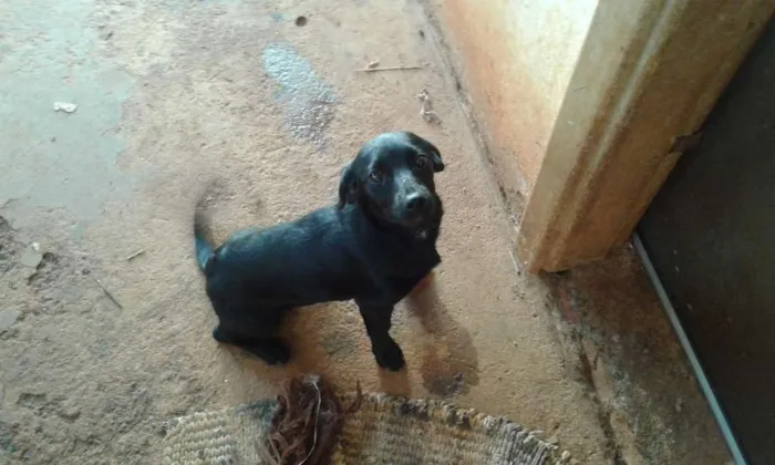 Cachorro ra a indefinida idade 7 a 11 meses nome Belinha