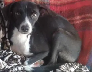 Cachorro raça indefinida idade 3 anos nome Magrela