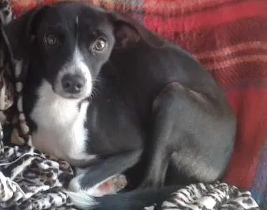 Cachorro ra a indefinida idade 3 anos nome Magrela