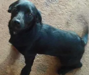 Cachorro raça indefinida idade 7 a 11 meses nome Belinha