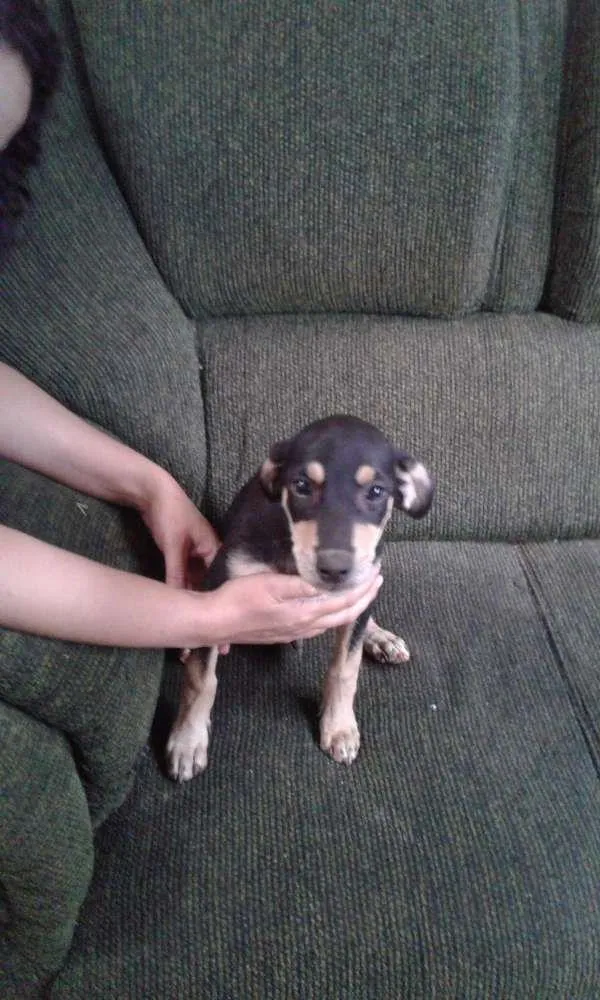 Cachorro ra a indefido idade 2 a 6 meses nome Tufão
