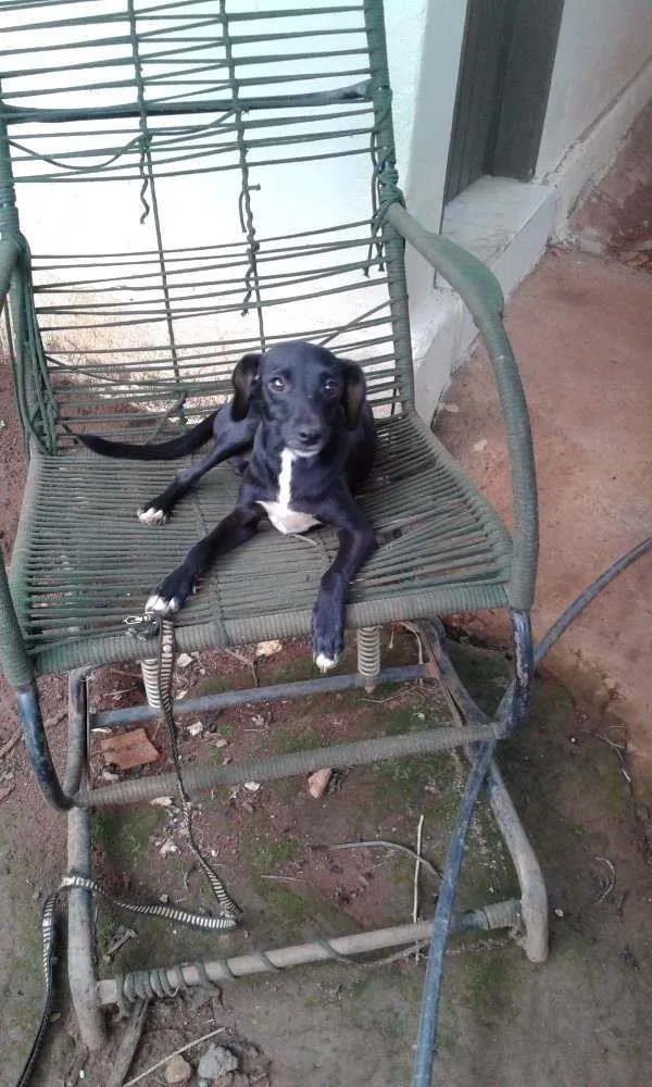 Cachorro ra a indefinida idade 7 a 11 meses nome Peri