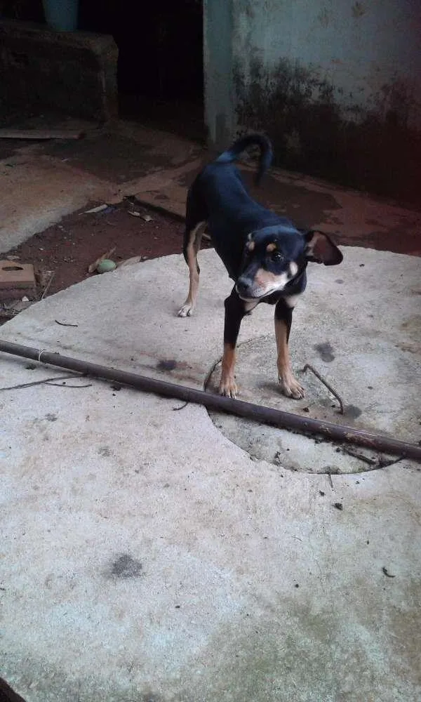 Cachorro ra a indefinida idade 7 a 11 meses nome Megue