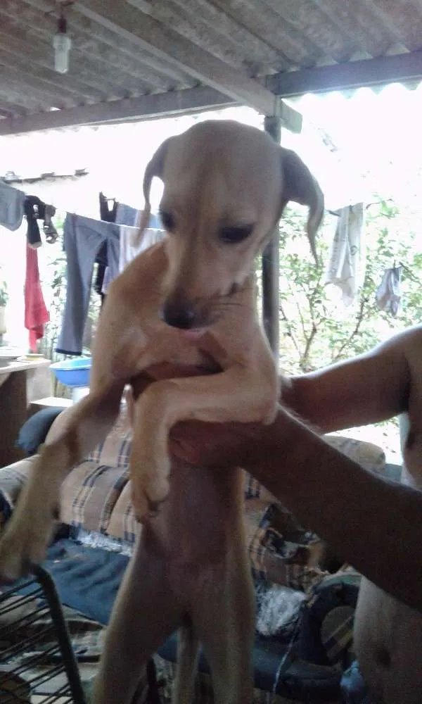 Cachorro ra a indefinida idade 7 a 11 meses nome Bailarina