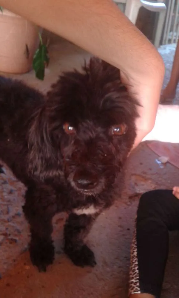 Cachorro ra a Poodle idade 2 anos nome Nao tem nome ainda 