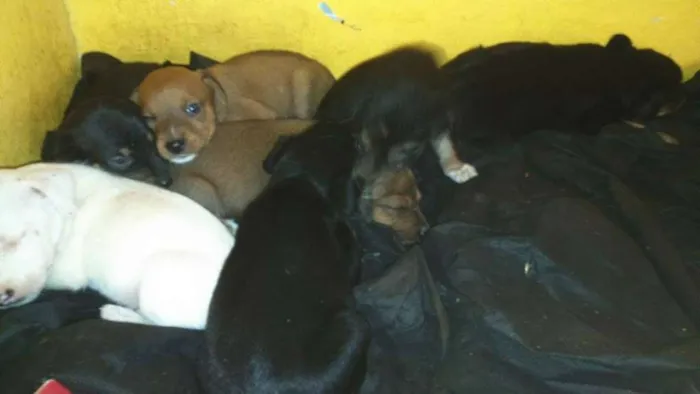 Cachorro ra a SRD idade Abaixo de 2 meses nome Sem nome