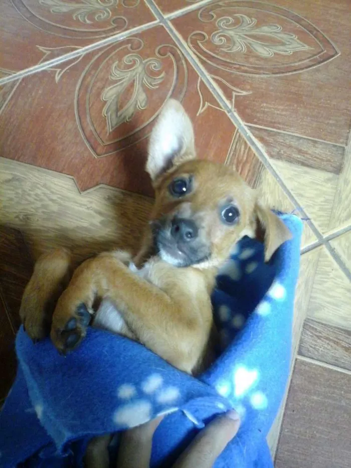 Cachorro raça Indefinida idade 7 a 11 meses nome Chico