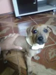 Dora