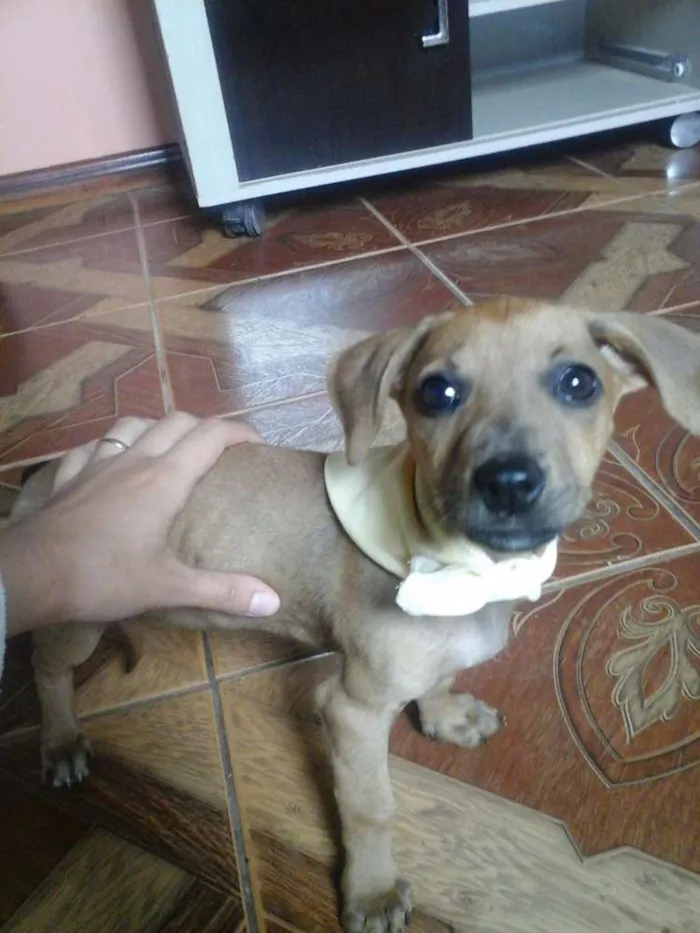 Cachorro raça Indefinida idade 7 a 11 meses nome Dora