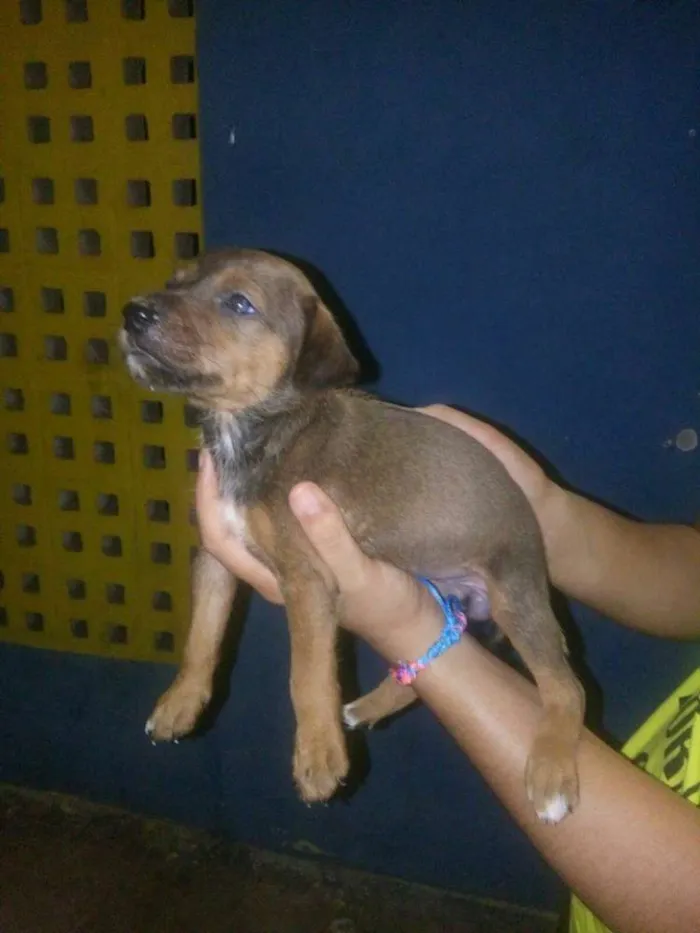 Cachorro ra a SRD idade Abaixo de 2 meses nome Sem nome
