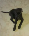 Pretinha