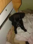 Pretinha