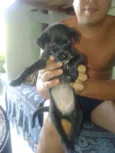 Pretinha