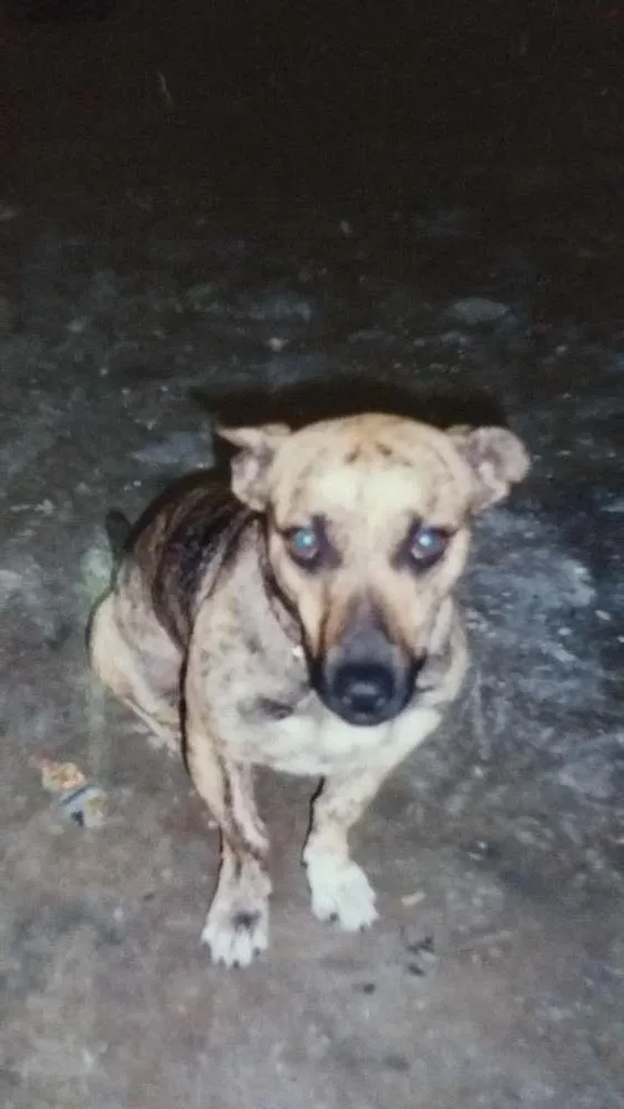 Cachorro ra a Mestiço basse idade 6 ou mais anos nome Fred