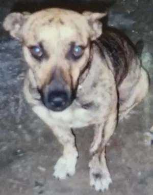 Cachorro raça Mestiço basse idade 6 ou mais anos nome Fred