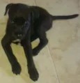 Pretinha